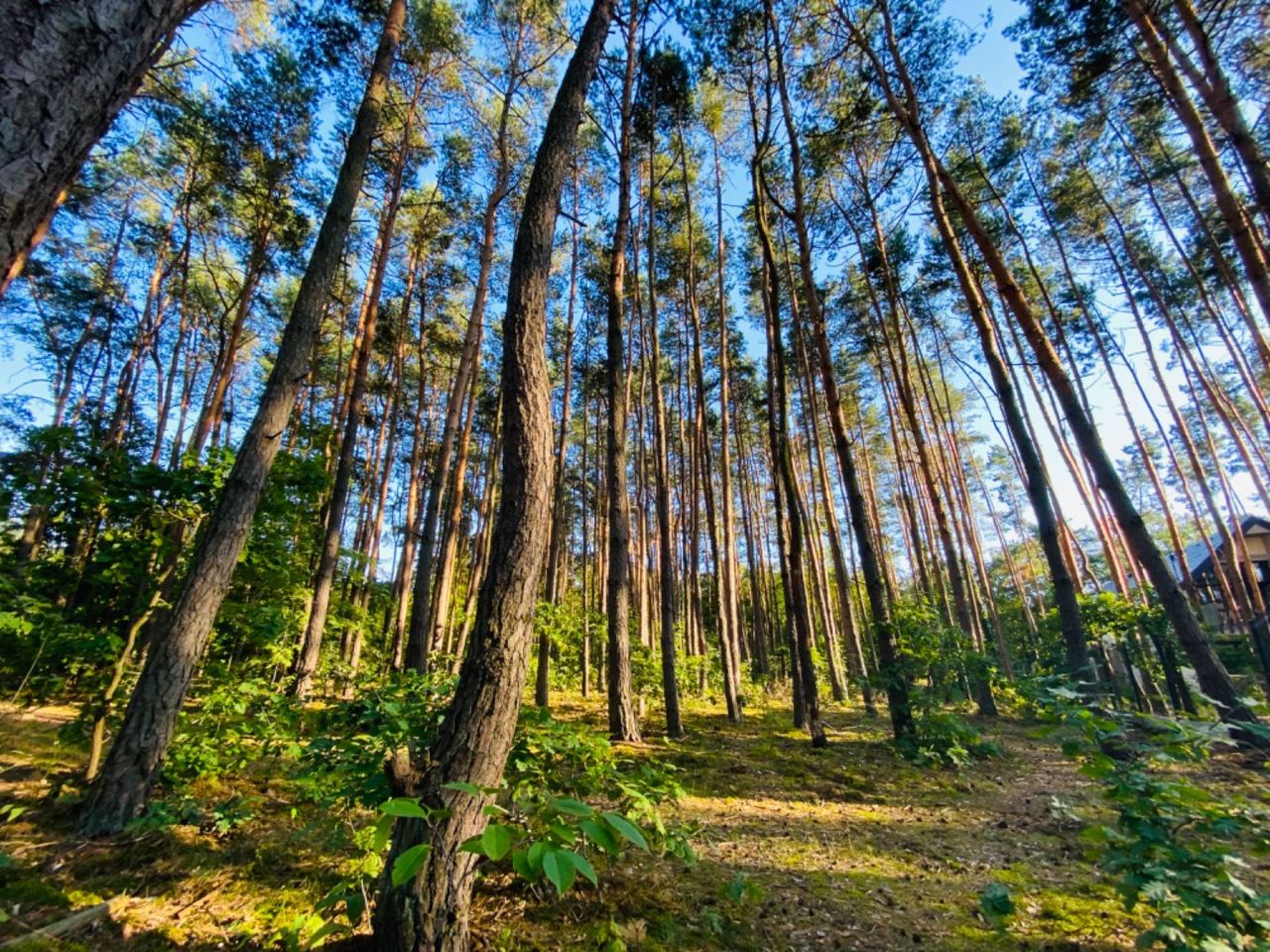 Działka budowlana Józefów Dębinka. Zdjęcie 2
