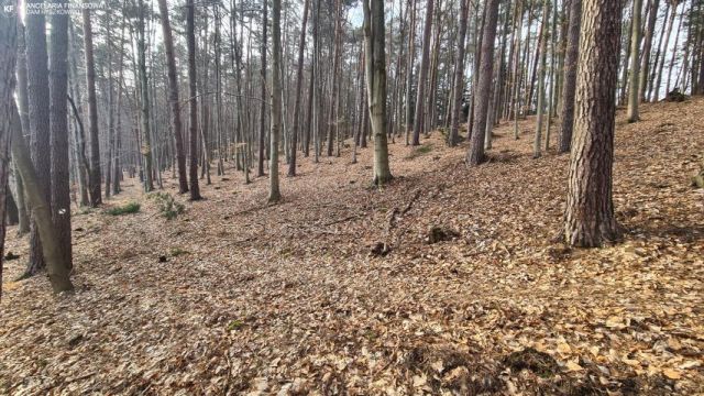 Działka leśna Bondyrz. Zdjęcie 5