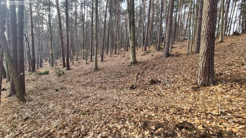 Działka leśna Bondyrz. Zdjęcie 5