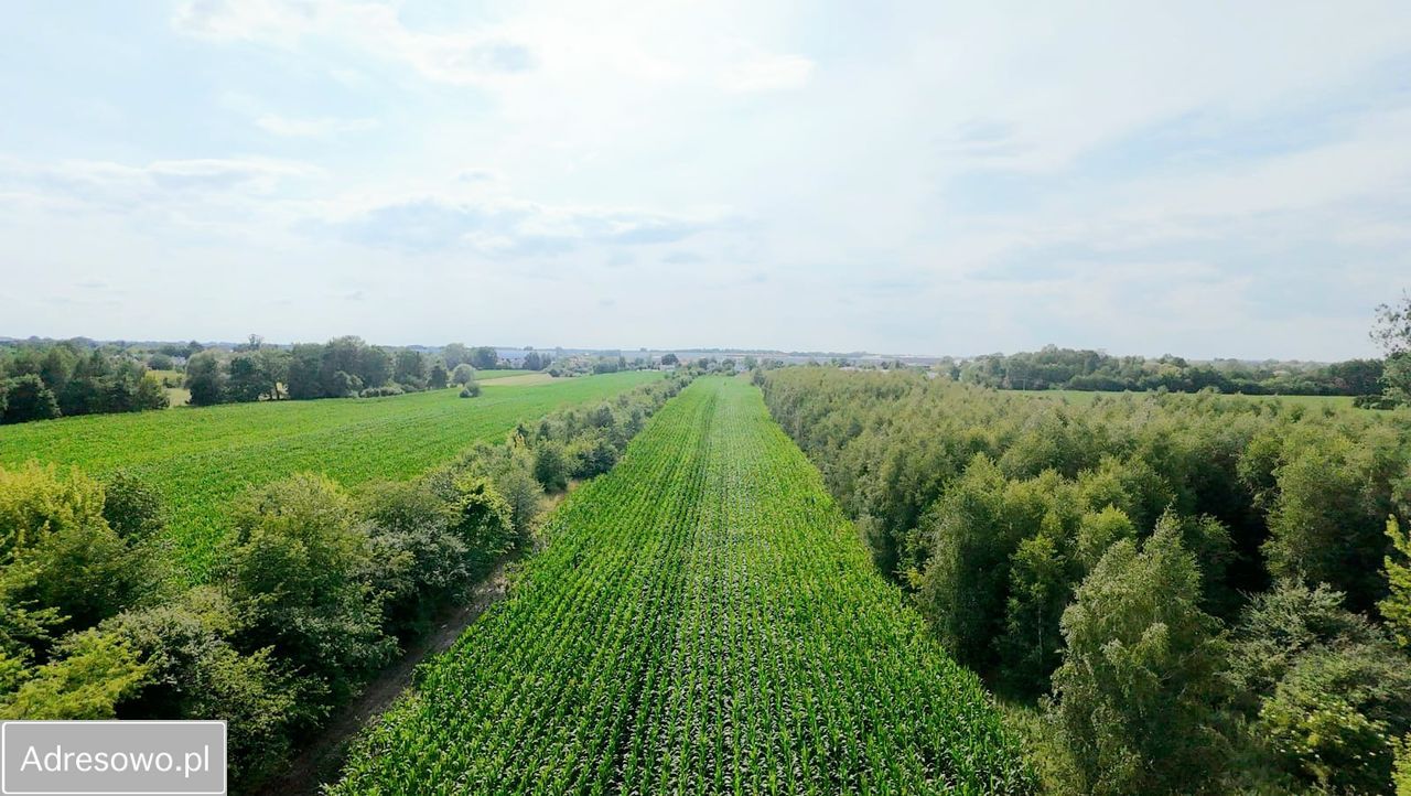 Działka inwestycyjna Natolin. Zdjęcie 5
