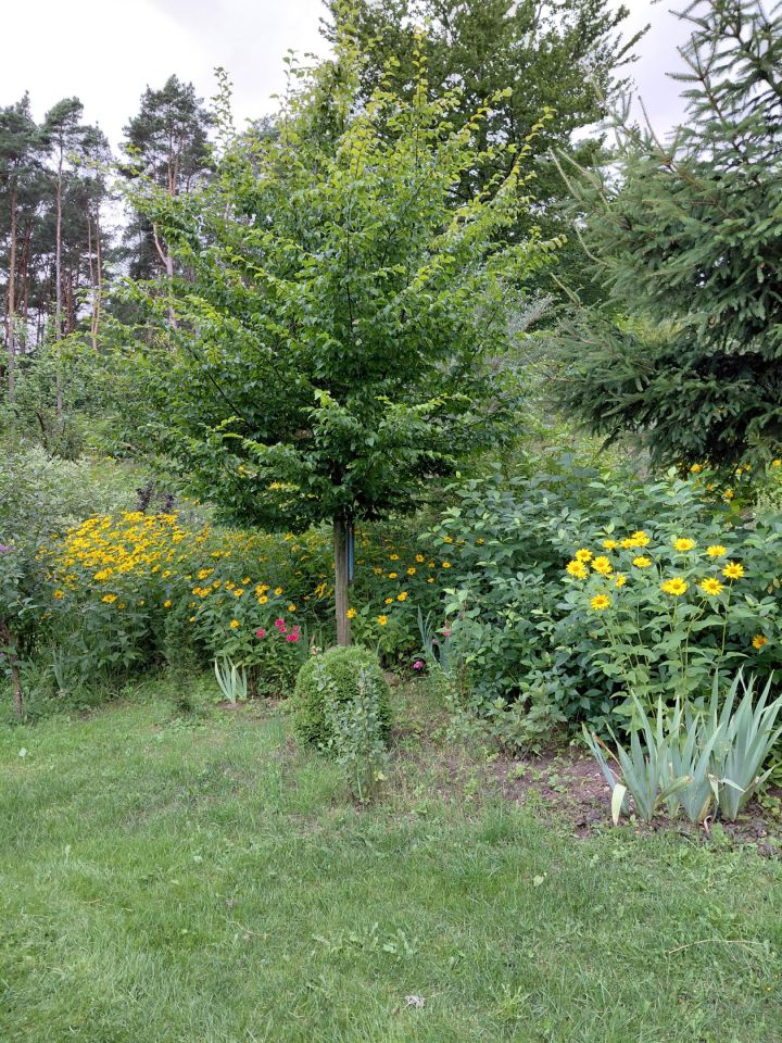 dom wolnostojący, 4 pokoje Sierpowo. Zdjęcie 21