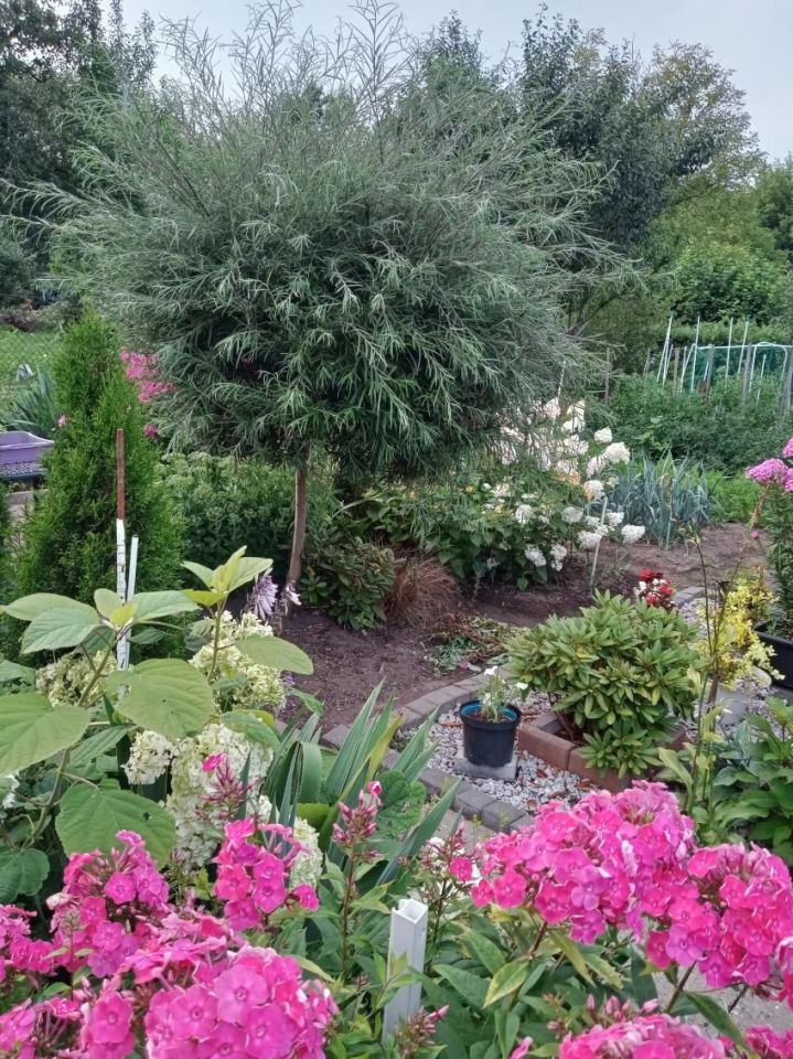 Działka rod Radom. Zdjęcie 3