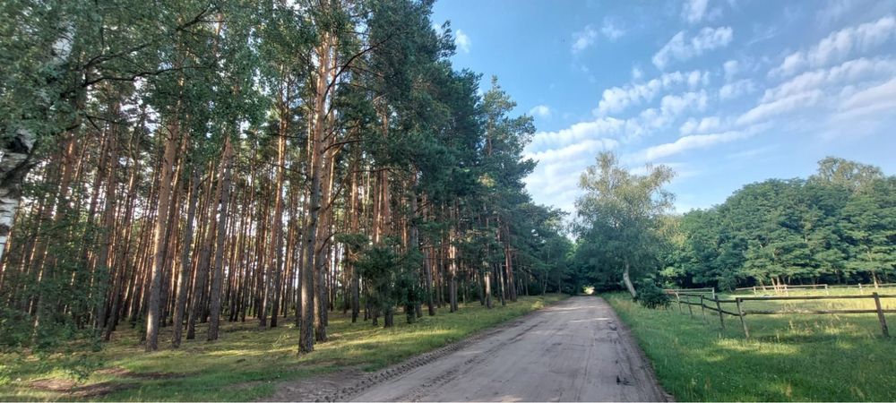 Działka leśna Chrośnica. Zdjęcie 2