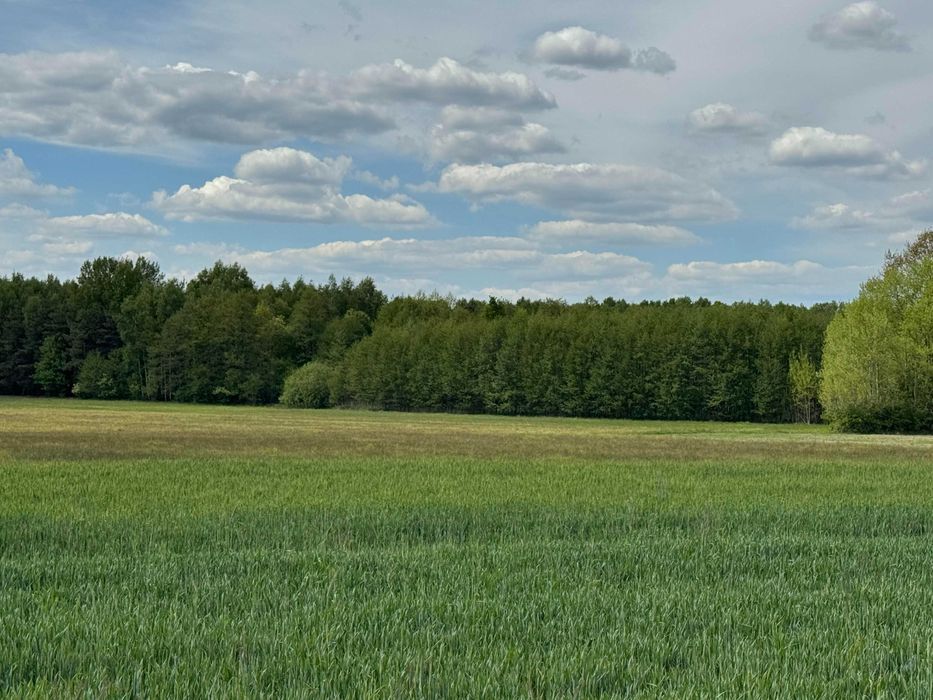 Działka rolna Krajęczyn