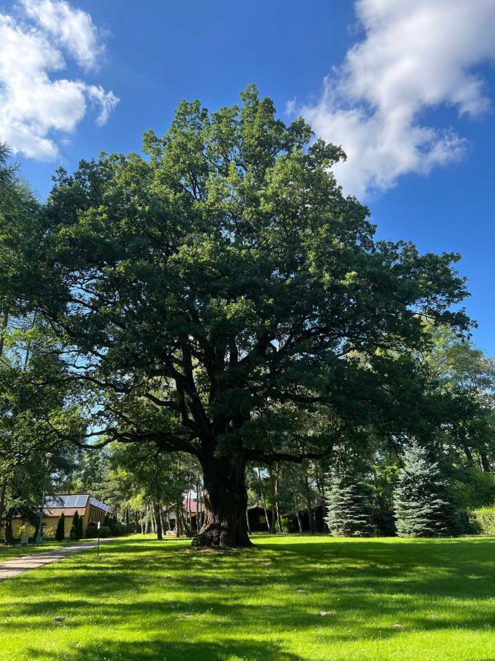Działka leśna Rochna. Zdjęcie 7