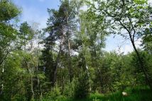 Działka leśna Rzgów. Zdjęcie 3