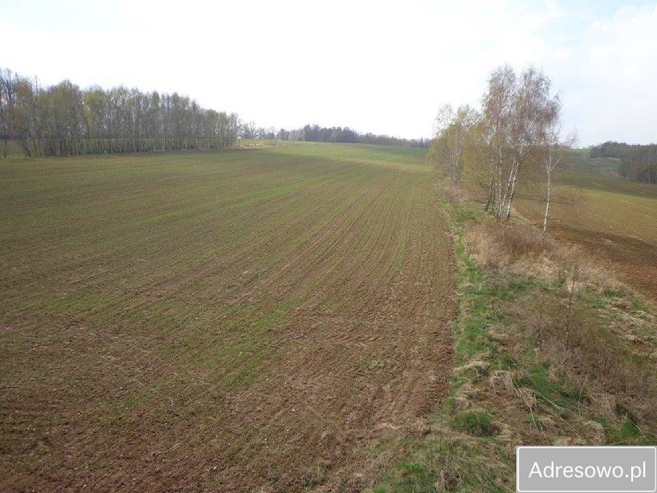 Działka rolna Niwnice. Zdjęcie 6