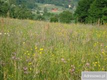 Działka rolna Nozdrzec. Zdjęcie 2