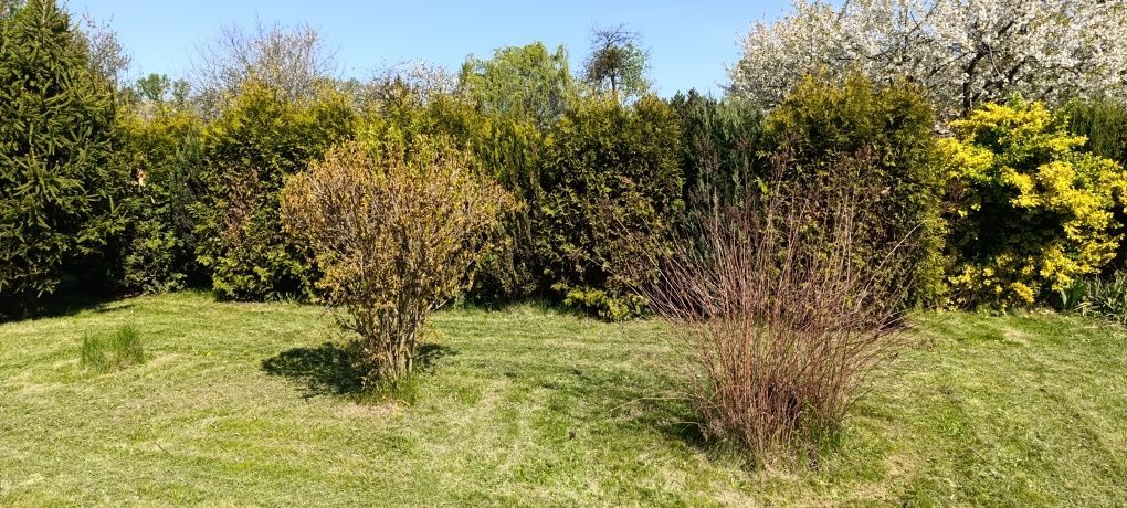 Działka rod Gliwice Sośnica, ul. Królewskiej Tamy. Zdjęcie 5