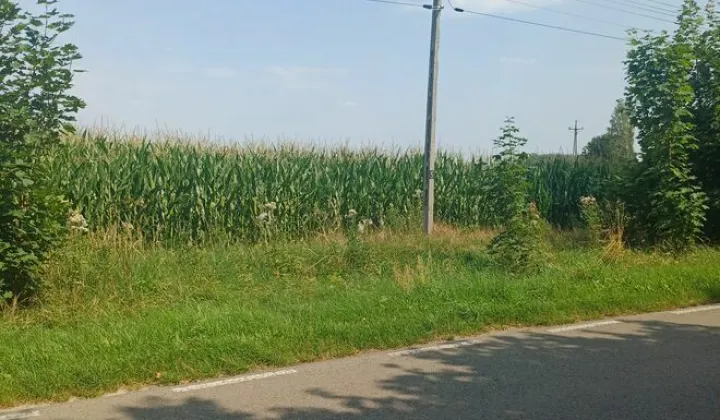 Działka rolno-budowlana Czarnolas Czarnolas-Kolonia