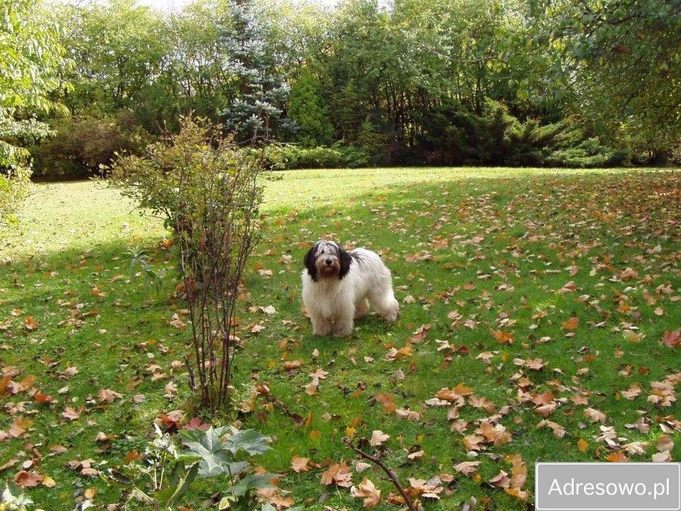 dom wolnostojący Olsztynek. Zdjęcie 9
