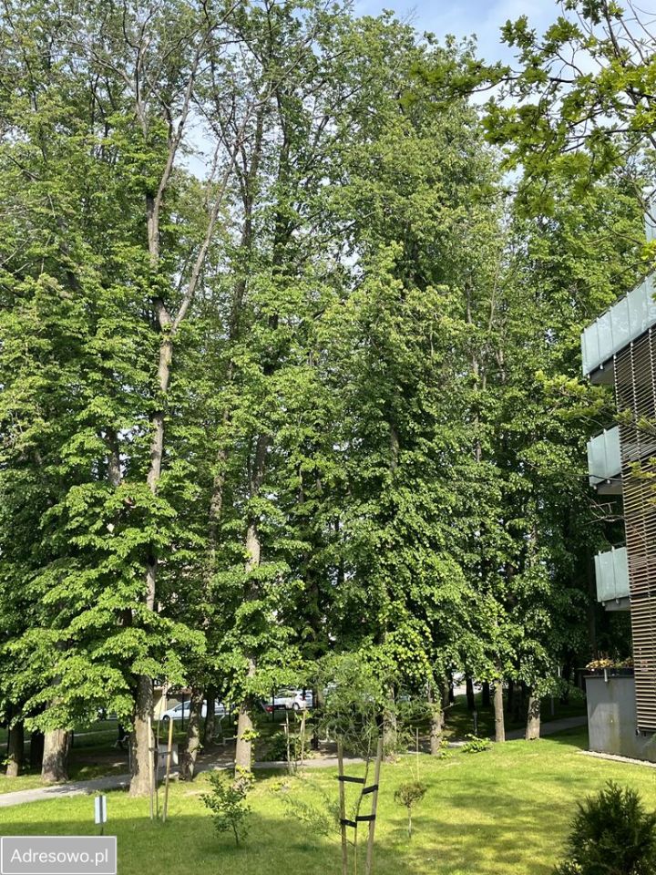 Mieszkanie 3-pokojowe Ełk, ul. Adama Asnyka. Zdjęcie 8
