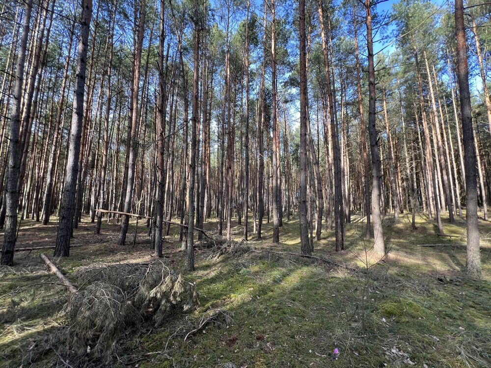 Działka leśna Dąbrówka. Zdjęcie 4