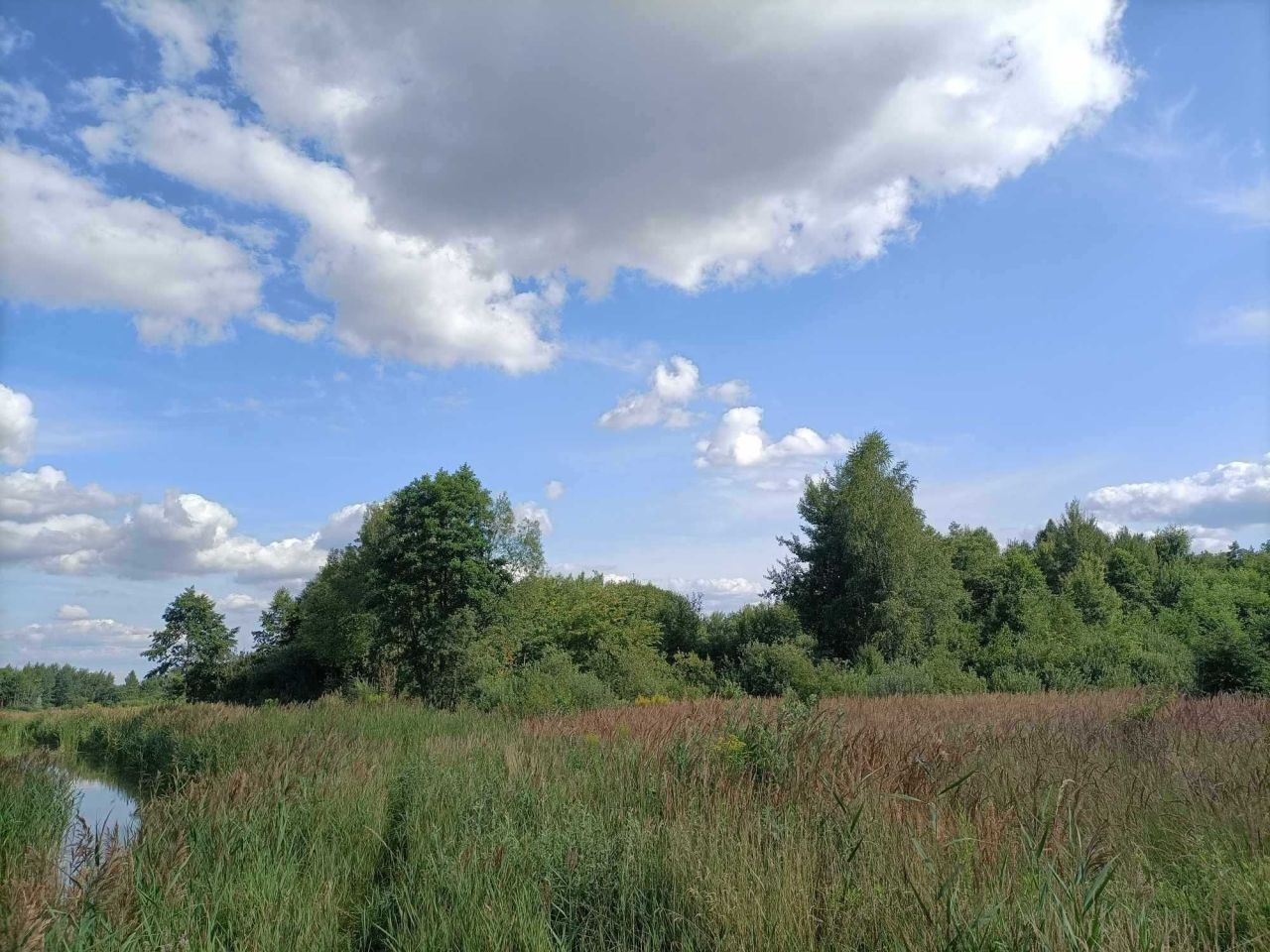 Działka rolna Rogóźno. Zdjęcie 2