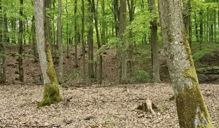 Działka leśna Ciemno