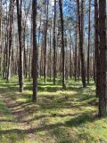 Działka leśna Łapinóż-Rumunki. Zdjęcie 1