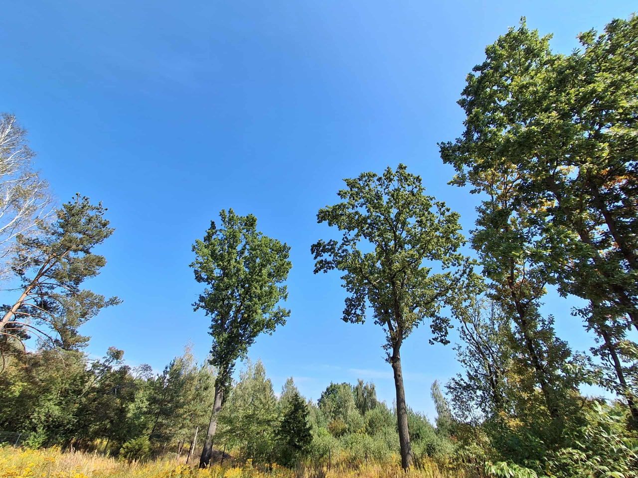 Działka budowlana Sulejówek, ul. Sasankowa. Zdjęcie 2