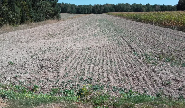 Działka budowlana Holendernia