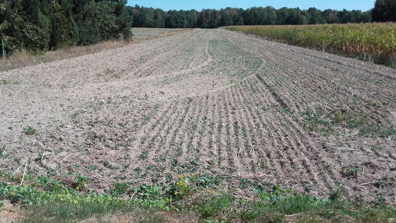 Działka budowlana Holendernia