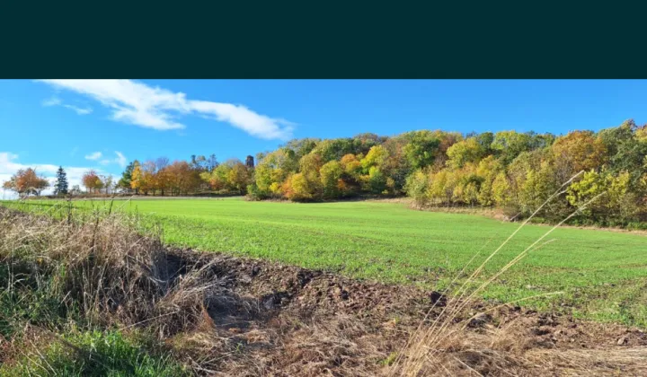 Działka budowlana Dobromierz, ul. Podgórna