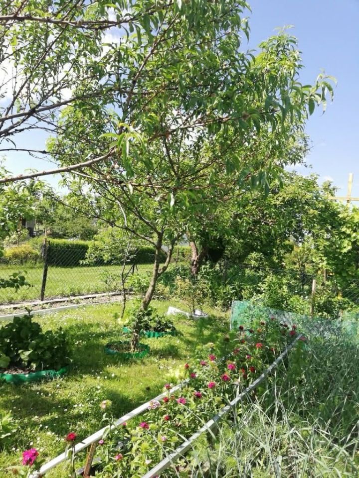 Działka rod Ostrzeszów, ul. Ceglarska. Zdjęcie 4