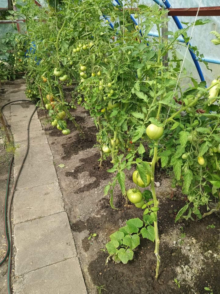 Działka rod Budzistowo, Janiska. Zdjęcie 6