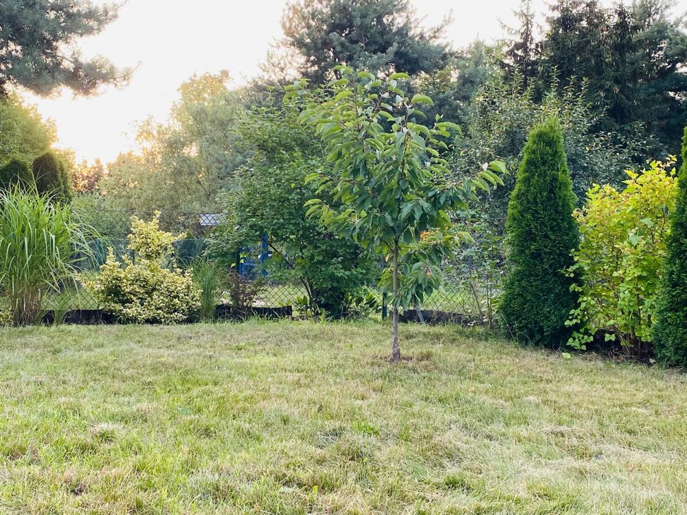 Działka rod Poznań Wilda, ul. Droga Dębińska. Zdjęcie 5