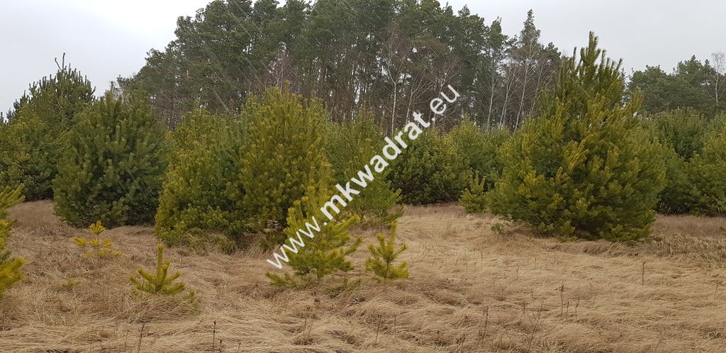 Działka budowlana Budy Iłowskie. Zdjęcie 7