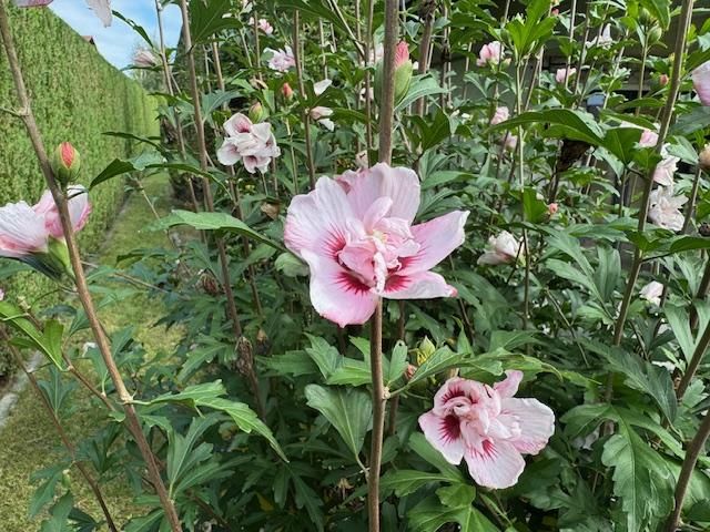 dom wolnostojący, 4 pokoje Bielsko-Biała Lipnik, Władysława Kiernika. Zdjęcie 91