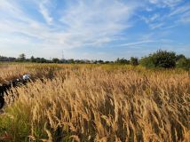 Działka rolna Opacz-Kolonia, ul. Zofii. Zdjęcie 2