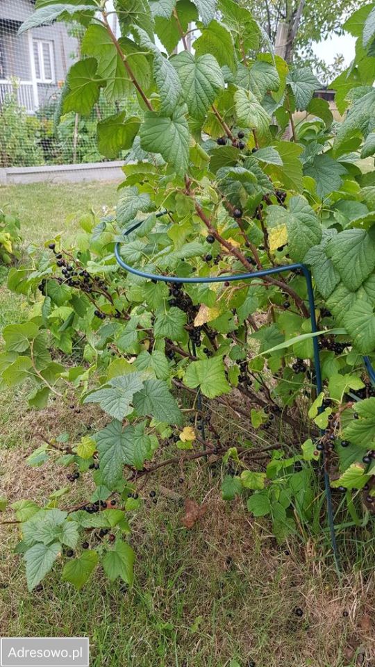 Działka rod Częstochowa Błeszno. Zdjęcie 3