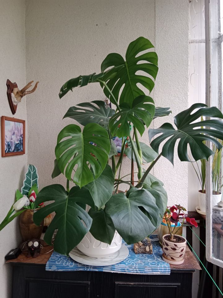 Działka rod Klucze, Stokrotka. Zdjęcie 11