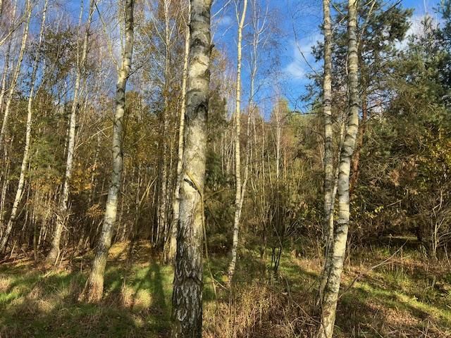 Działka leśna Stara Huta. Zdjęcie 8