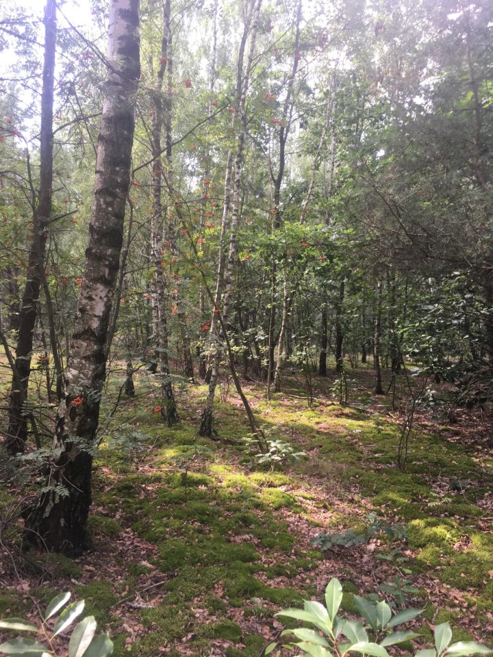 Działka leśna Krysk. Zdjęcie 5