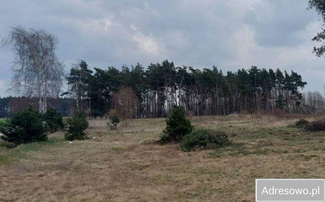 Działka rolna Wierzbiczany. Zdjęcie 1