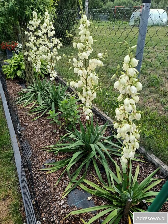 dom wolnostojący, 3 pokoje Łęg Przedmiejski, ul. Leśna. Zdjęcie 9