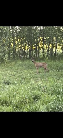 dom wolnostojący, 4 pokoje Czerniewo Czerniec, Czerniewo. Zdjęcie 21