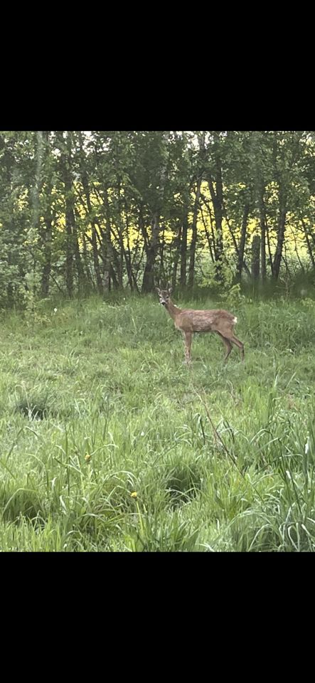 dom wolnostojący, 4 pokoje Czerniewo Czerniec, Czerniewo. Zdjęcie 21