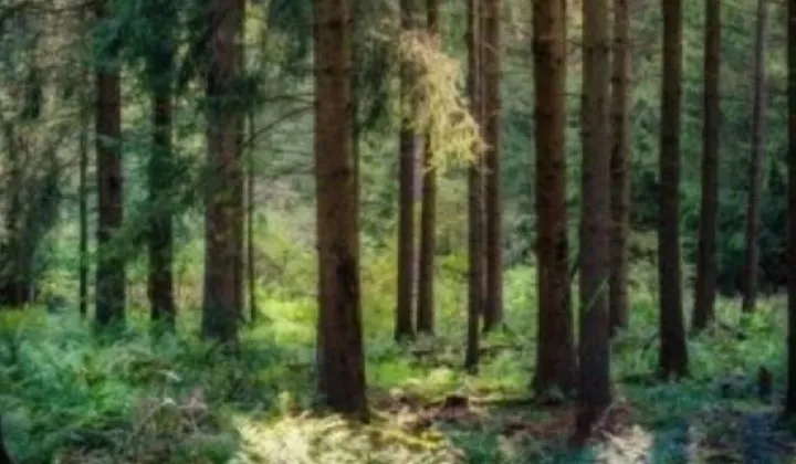 Działka leśna Polany