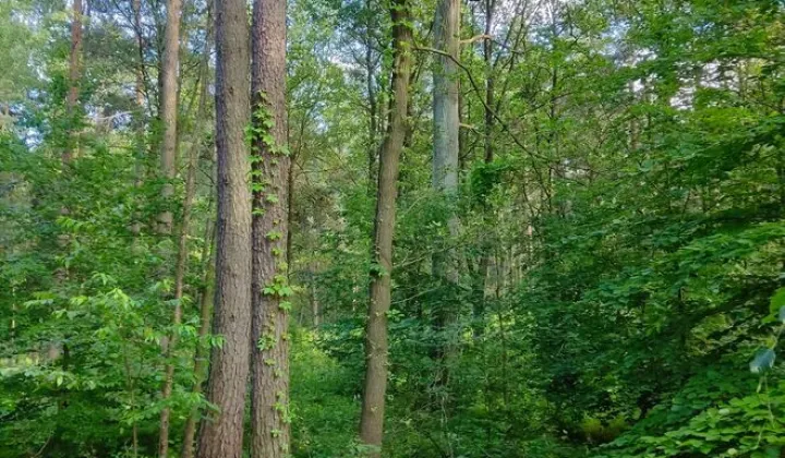 Działka leśna Wręczyca Wielka