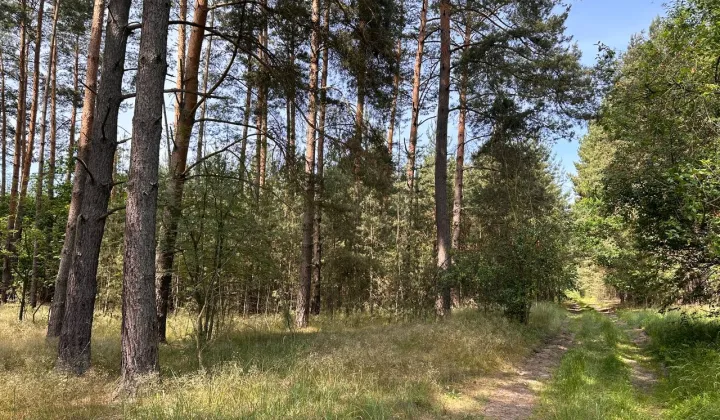 Działka rolna Trzebule