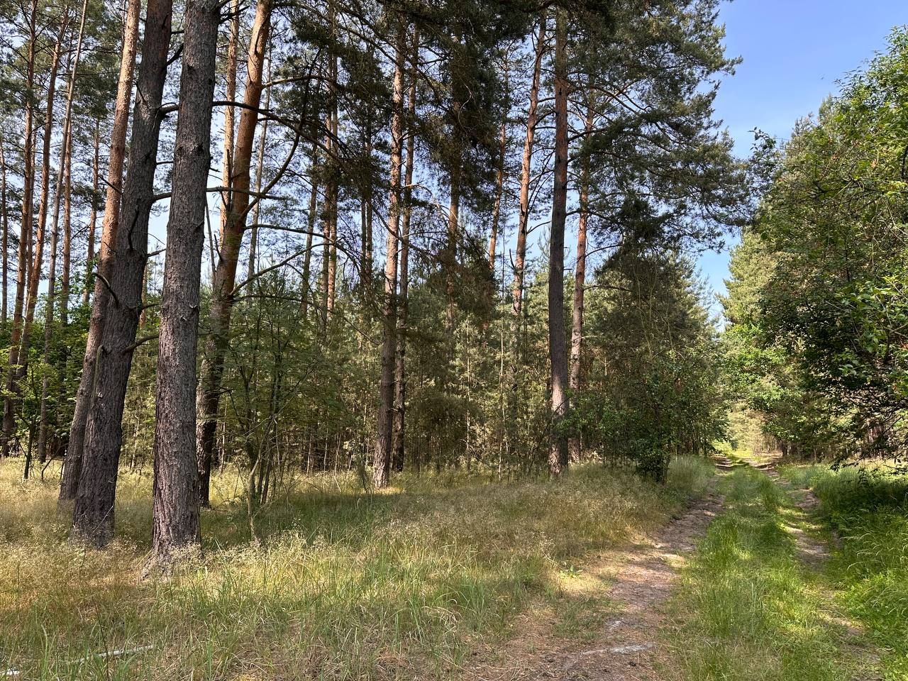 Działka rolna Trzebule. Zdjęcie 1