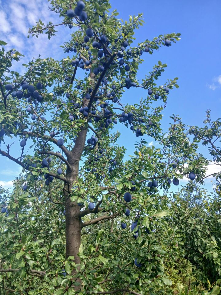 Działka rolno-budowlana Ksawerów Stary. Zdjęcie 3