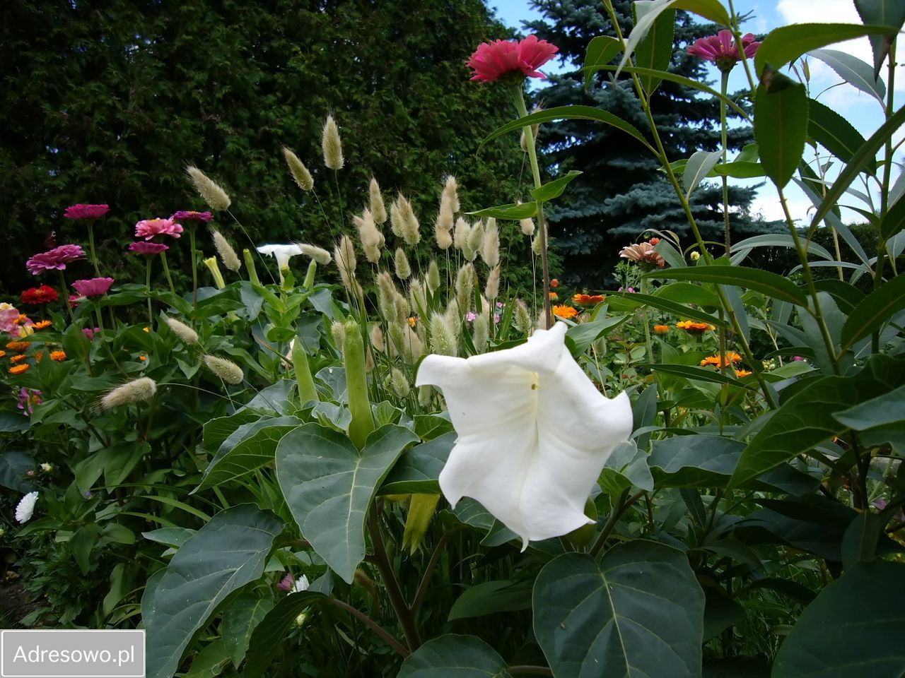 Działka rod Okołowice. Zdjęcie 19