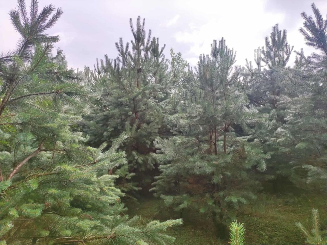 Działka rolno-budowlana Jacentów. Zdjęcie 4