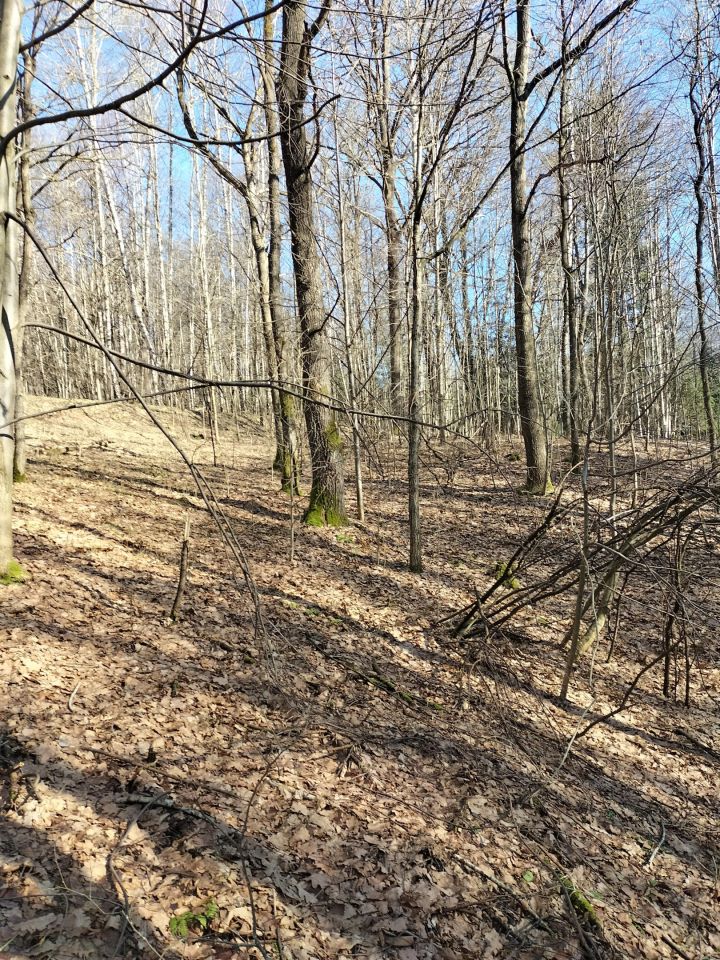 Działka leśna Brzezowa. Zdjęcie 14