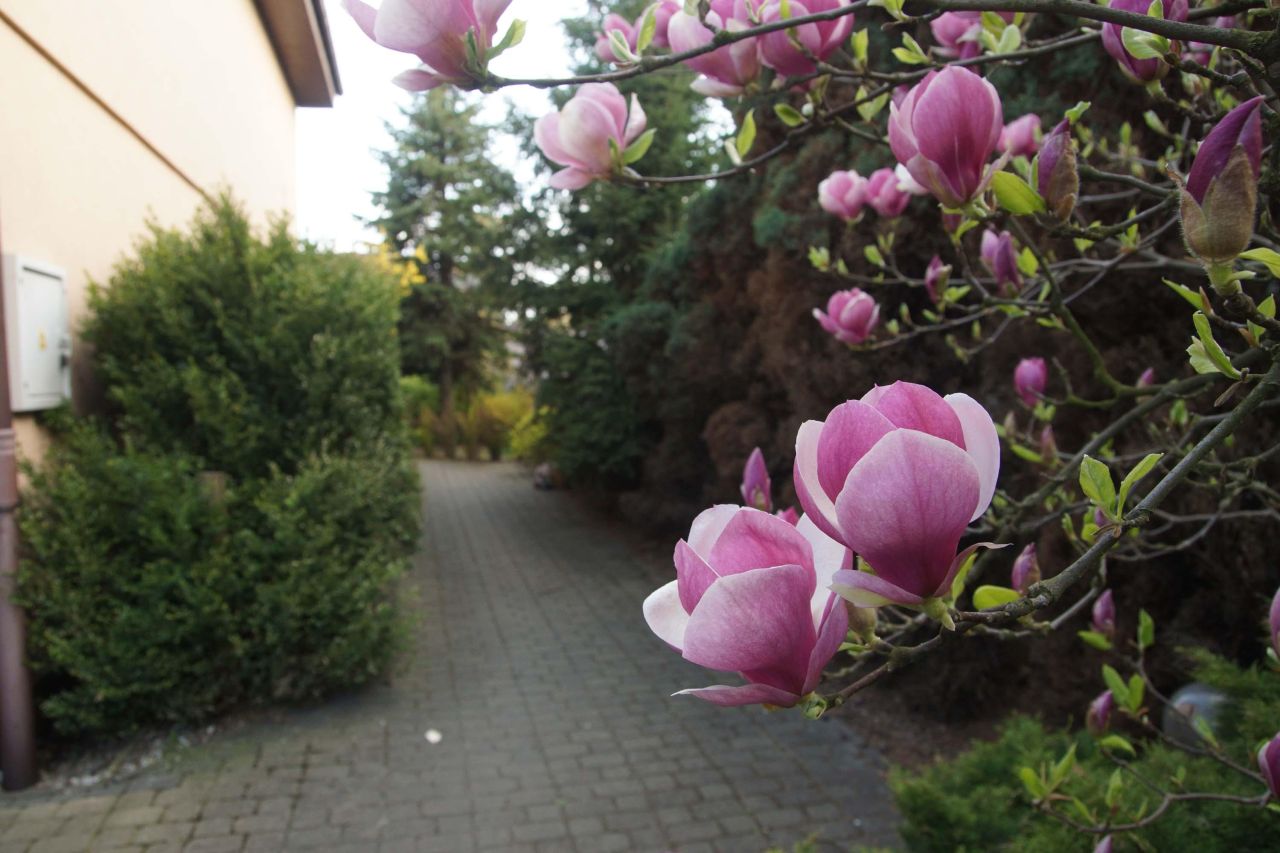 dom wolnostojący, 5 pokoi Słupca, ul. Brunona Schulza. Zdjęcie 7