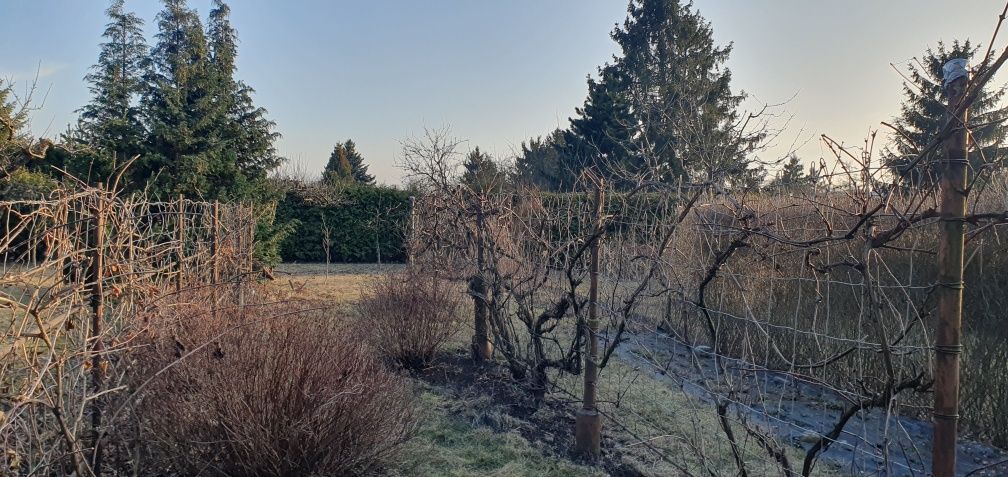 Działka rod Inowrocław. Zdjęcie 6