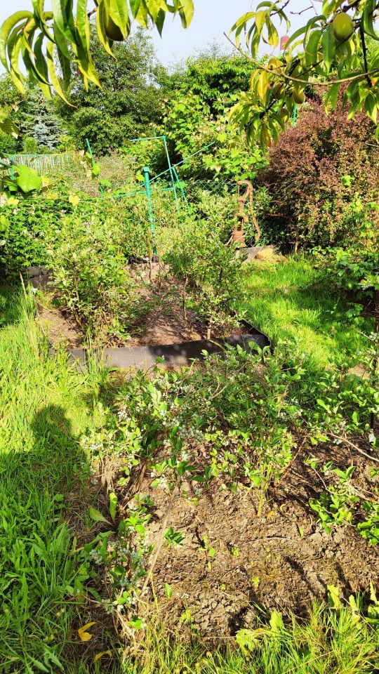 Działka rod Warszawa Siekierki, ul. Santocka. Zdjęcie 8