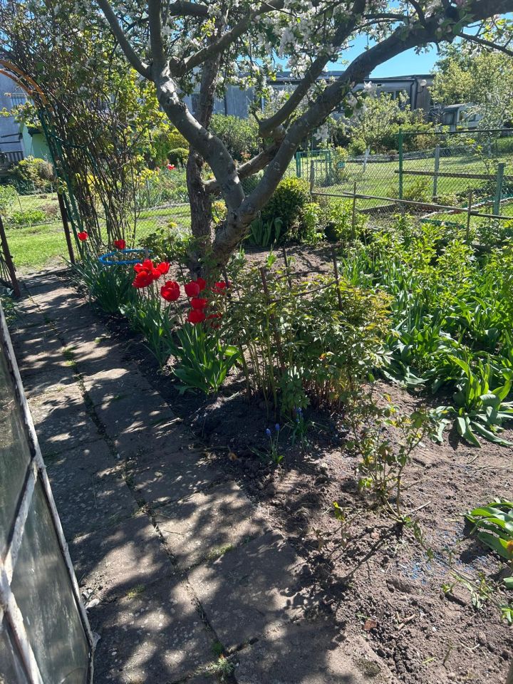 Działka rod Koszalin Centrum, ul. Mieszka I. Zdjęcie 4